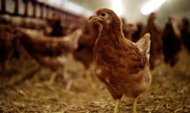 Grippe aviaire au Niger : une épidémie se propage dans la région de Tahoua