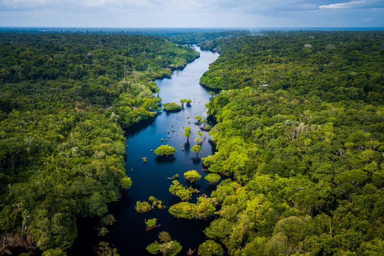 Les peuples autochtones du Brésil protègent mieux la forêt Atlantique que les gouvernements