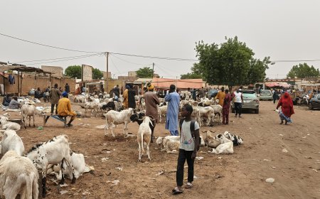 Tabaski 2026 : moutons chers à Niamey, le vrai coupable n'est pas celui qu'on croit