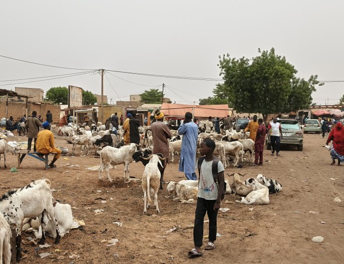 Tabaski 2026 : moutons chers à Niamey, le vrai coupable n'est pas celui qu'on croit