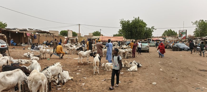 Tabaski 2026 : moutons chers à Niamey, le vrai coupable n'est pas celui qu'on croit